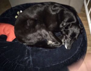Grosser Hund einkuschelt auf ovalem Hundekissen mit Dinkelspreufüllung