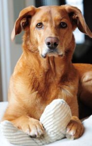 Hund hat Pfote auf seinem Spielzeugknochen aus Baumwoll Breitcord in cremeweiß