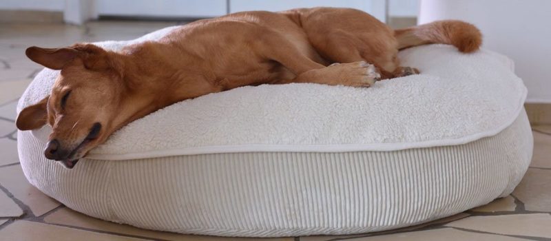 Orthopädische Hundekissen mit Dinkelfüllung wirken auf Hunde entspannend und beruhigend