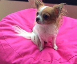 orthopädisches Hundekissen oval für kleine Hunde in pink