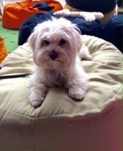 gelenkschonendes Hundekissen mit Bio Dinkelfüllung ovale Form Farbe weiss