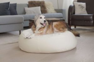orthopädischer Hundeschlafplatz oval für grosse Hunde mit Dinkelfüllung gegen Arthrose beim Hund