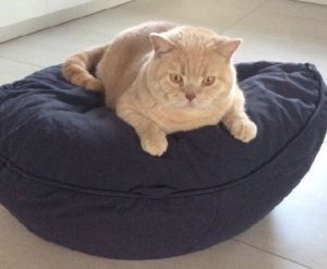 ovales Katzenkissen Katzenschlafplatz ergonomisch mit Bio Dinkelfüllung in grau anthrazit