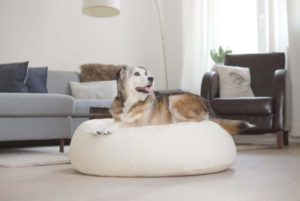 orthopädisches Hundekissen gegen Arthrose oval für grosse Hunde mit organischer Dinkelfüllung in weiss