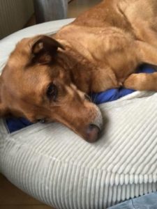 medizinisches Hundebett oval aus Bio Baumwolle mit Dinkel gefüllt