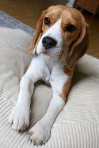 ovales Hundekissen ergonomisch orthopädisch für gesunde Liegeposition des Hundes
