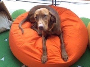 rutschfestes Hundebett orthopädisch aus ökologischen Materialien ohne Schadstoffe