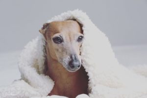 Warme weiche Kuscheldecke für Hunde aus ökologischer Baumwolle in weiss