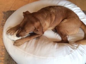 orthopädisches Hundekissen oval mit biologischer Dinkelfüllung aus Bio Baumwolle weiss