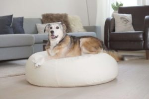 ökologisches Hundekissen Hundebett orthopädisch oval für große Hunde in Größe XL Farbe beige