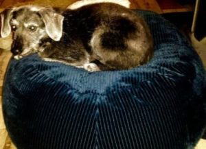 ortho Hundekissen für kleine Hunde mit Bio Dinkelfüllung