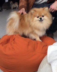 ergonomisches Hundekissen mit Bio Dinkelfüllung öko Baumwollbezug orange