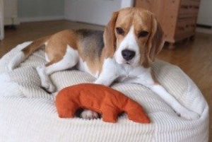 Ovales Hundekissen mit Bio Dinkel und Öko Hundespielzeug