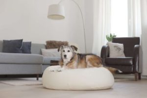 Ovales orthopädisches Hundebett für grosse Hunde aus Biologischer Baumwolle und Bio Dinkelfüllung