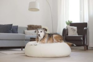 Exklusives orthopädisches Hundekissen gross mit Bio Dinkelfüllung und Bio Baumwolle in weiss