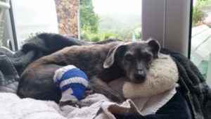 gelenkschonendes Hundekissen mit formbarer Dinkelfüllung bei Hundearthrose und Kreuzbandriss