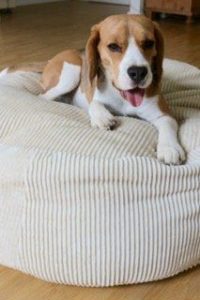 gesundes Hundebett für kleine Hunde mit ergonomischer Dinkelfüllung gegen Arthrose beim Hund