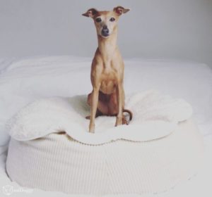 Aufgefallenes orthopädisches Hundekissen mit Teddyflausch Hundekuscheldecke