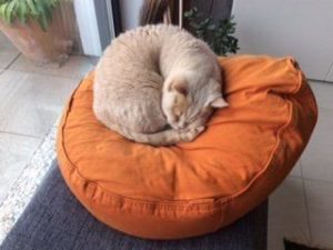 Katzenschlafplatz Katzenkissen oval aus Baumwoll in orange