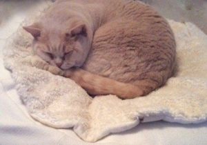 Katze auf ökologischer Kuscheldecke aus Bio Teddyplüsch Baumwolle