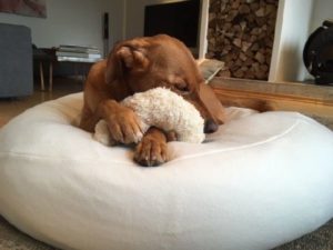 Hund kuschelt mit ökologisches Hundespielzeug Stofftier aus Teddyplüsch