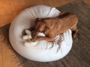 Öko Kuscheltier für grossen Hund auf Hundekissen