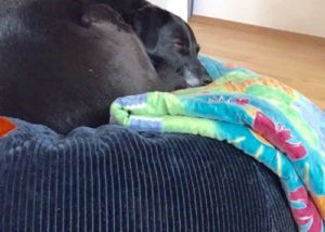 gesundes Hundekissen mit Dinkelfüllung ökologisch nachhaltig