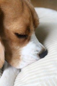 ökologisches Hundebett ohne Schadstoffe mit natürlichem Duft entspannt den Hund