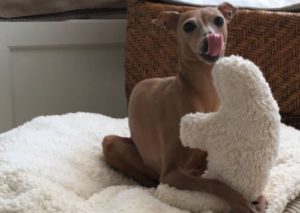 Ungiftiges Hundespielzeug mit Dinkel und Kräutern beruhigt den Hund