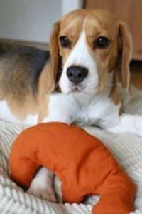 schadstofffreies Hundespielzeug ökologisch hergestellt aus Bio Baumwolle mit Dinkel gefüllt