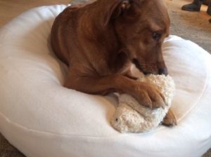 Hundespielzeug biologisch mit Kräutern und Dinkel gefüllt beruhigt Hund