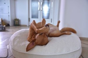 orthopädische Hundekissen mit Dinkel für ergonomische Liegehaltung des Hundes