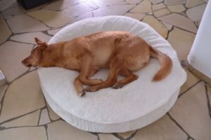 orthopädisches Hundekissen oval mit Dinkelspreufüllung und Öko Baumwoll Hundedecke