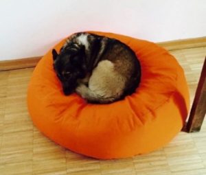 Hund kuschelt im ovalen Hundebett aus Bio Baumwolle und Öko Dinkelfüllung