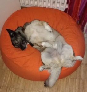 natürliches Hundebett mit Dinkel passt sich Körperform des Hundes an
