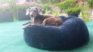 ergonomisches orthopädisches Hundekissen oval rund mit Dinkelfüllung aus Cord Dunkelblau