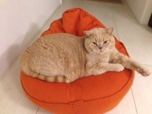 grosse Katze ovaler Katzenschlafplatz in orange mit Bio Dinkelspreufüllung