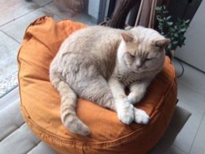 ergonomisches Katzenbett mit Dinkel gefüllt gegen Katzenarthrose