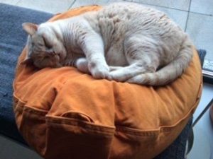 natürliches Katzenkissen mit Bio Dinkelspreu gefüllt entspannt schlafende Katzen