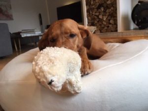 Bio Hundespielzeug Eisbär mit Dinkelfüllung ohne Schadstoffe