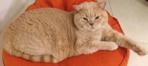 Katze geniesst ovales Katzenkissen ökologisch mit duftender oekologischer Dinkelfüllung