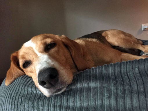ergonomische Hundekissen Hundebetten gegen Arthrose und Gelenkschmerzen bei kleinen und großen Hunden