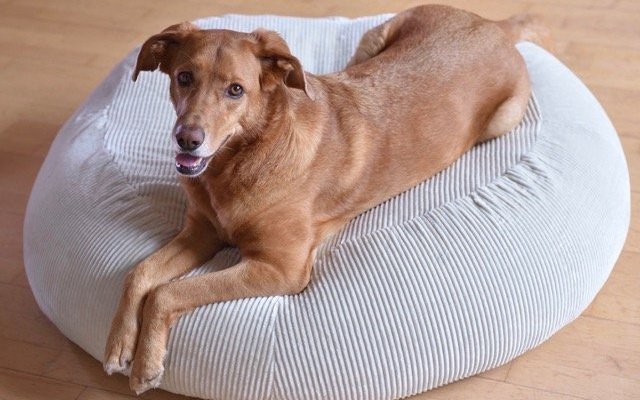 ergonomische Hundekissen gegen Arthrose bei kleinen & großen Hunden